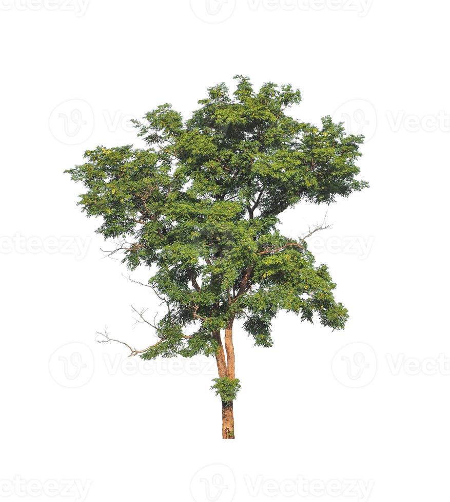 Tree that are isolated on a white background are suitable for both printing and web pages photo