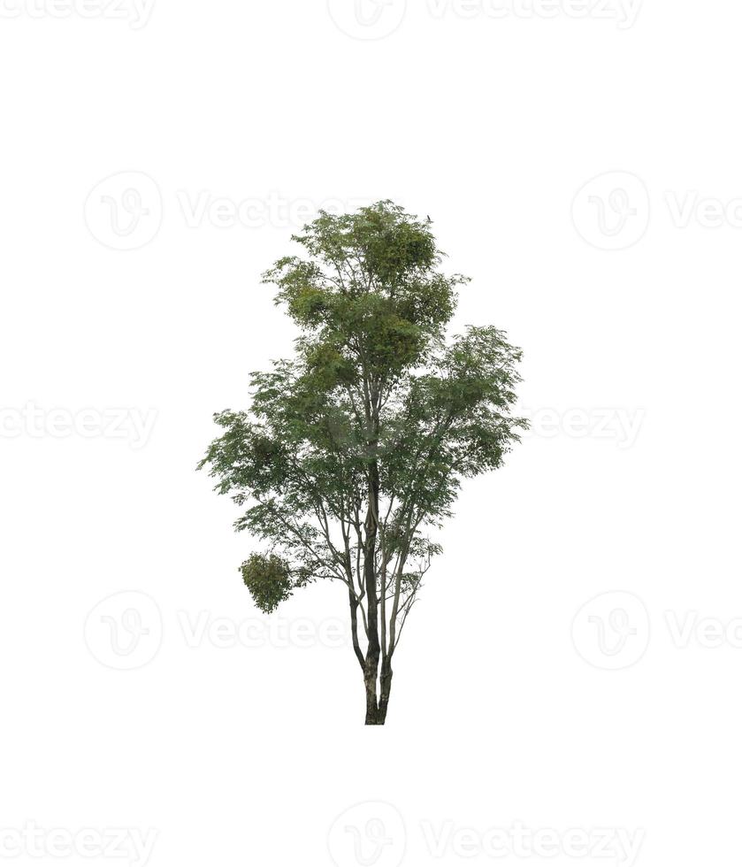 Tree that are isolated on a white background are suitable for both printing and web pages photo
