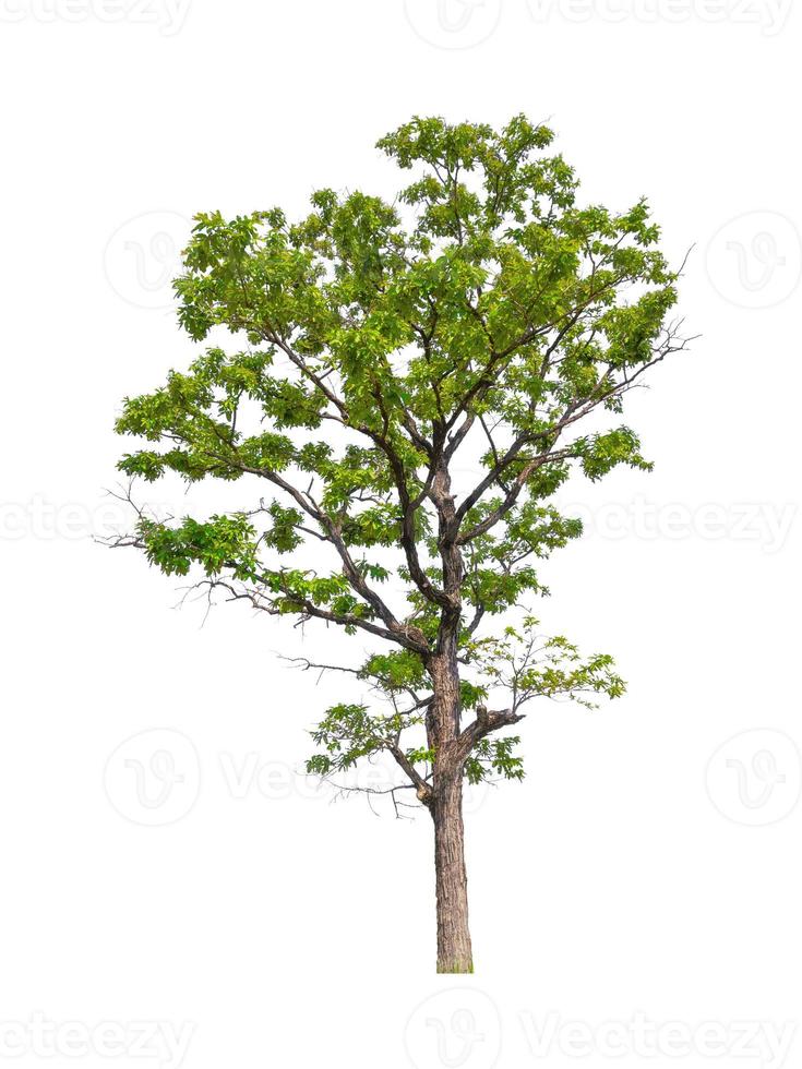Trees that are isolated on a white background are suitable for both printing and web pages photo
