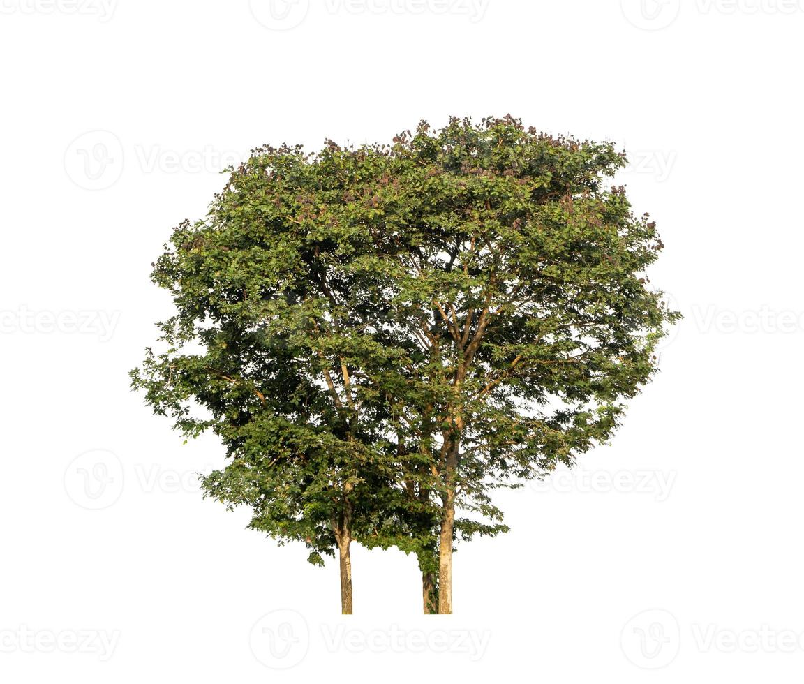 Trees that are isolated on a white background are suitable for both printing and web pages photo