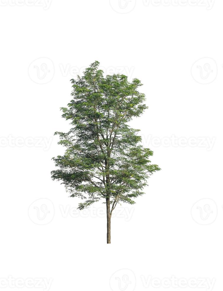 Tree that are isolated on a white background are suitable for both printing and web pages photo