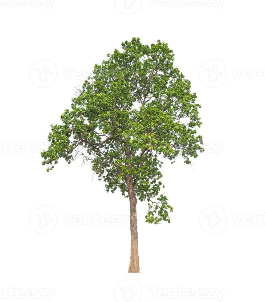 Trees that are isolated on a white background are suitable for both printing and web pages photo