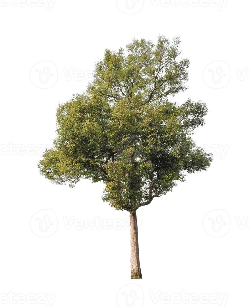 Trees that are isolated on a white background are suitable for both printing and web pages photo