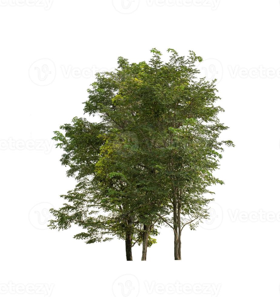 Trees that are isolated on a white background are suitable for both printing and web pages photo
