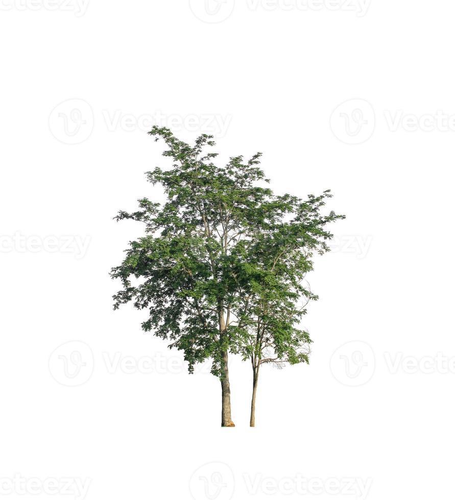Trees that are isolated on a white background are suitable for both printing and web pages photo