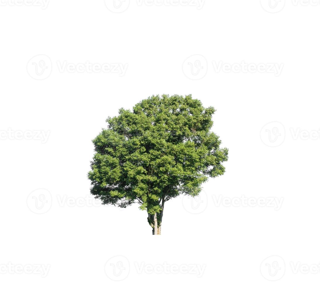 Tree that are isolated on a white background are suitable for both printing and web pages photo