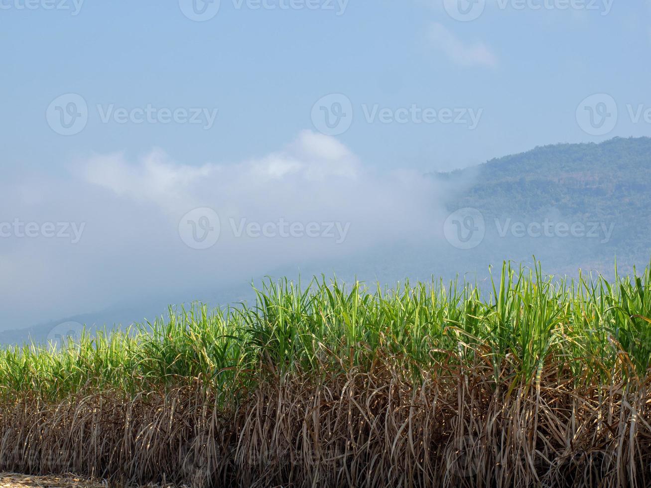 plantaciones de caña de azúcar, la planta agrícola tropical en tailandia foto