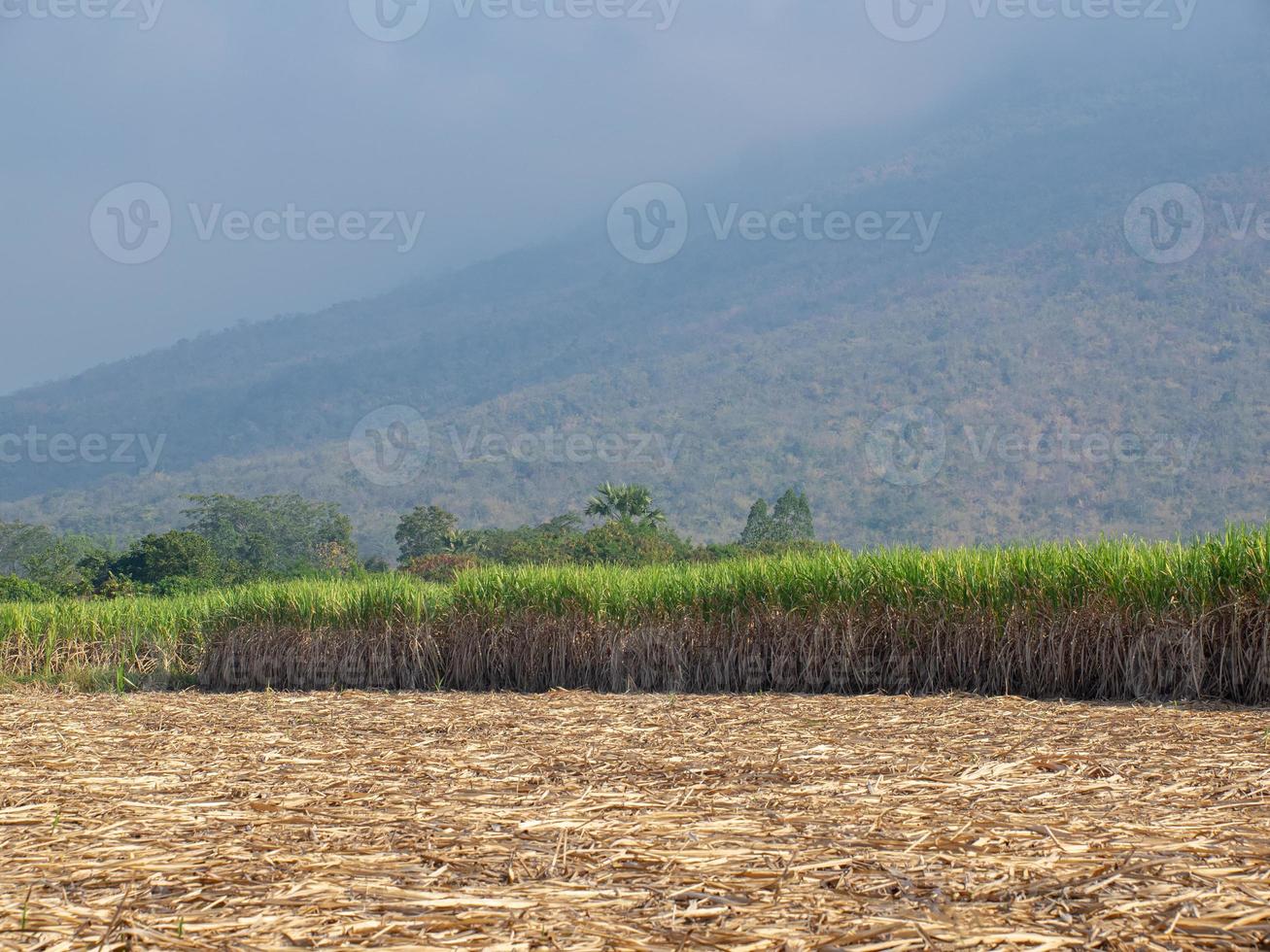 plantaciones de caña de azúcar, la planta agrícola tropical en tailandia foto