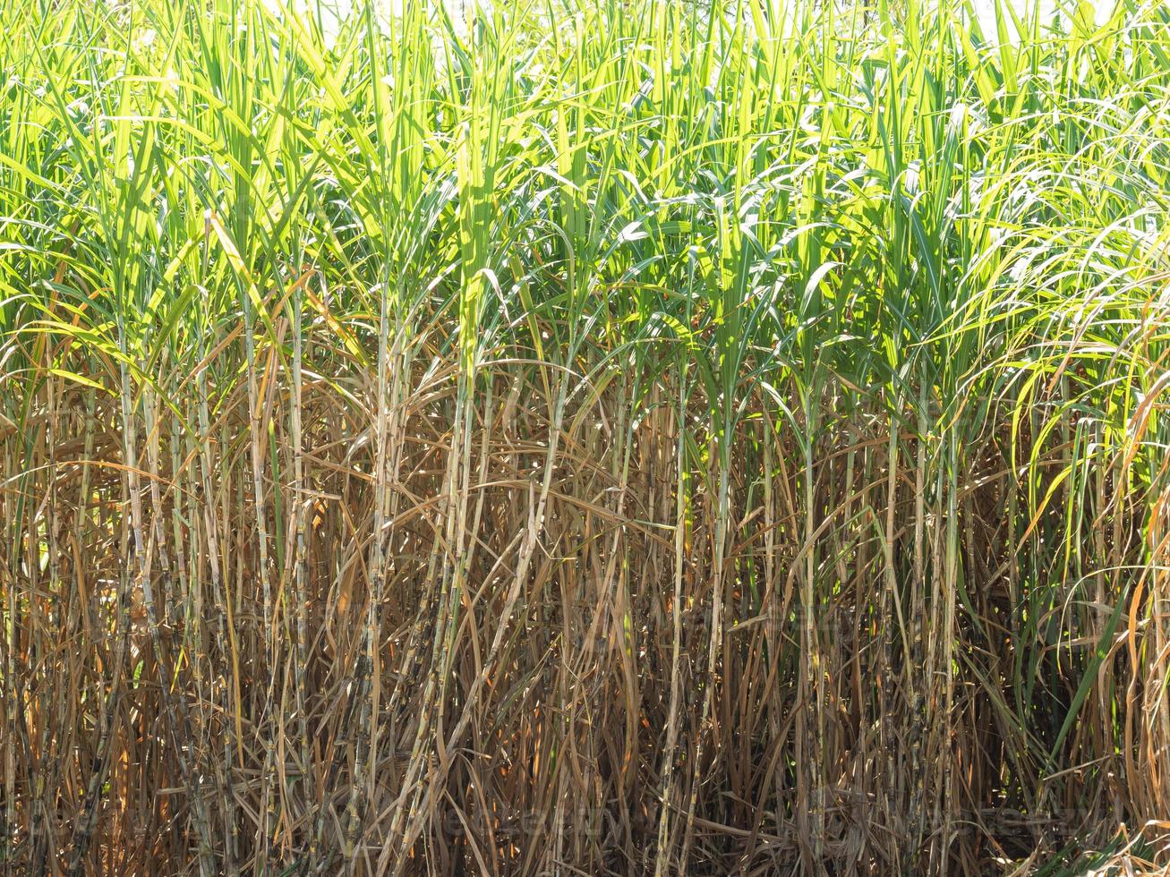 Sugarcane plantations,the agriculture tropical plant in Thailand photo