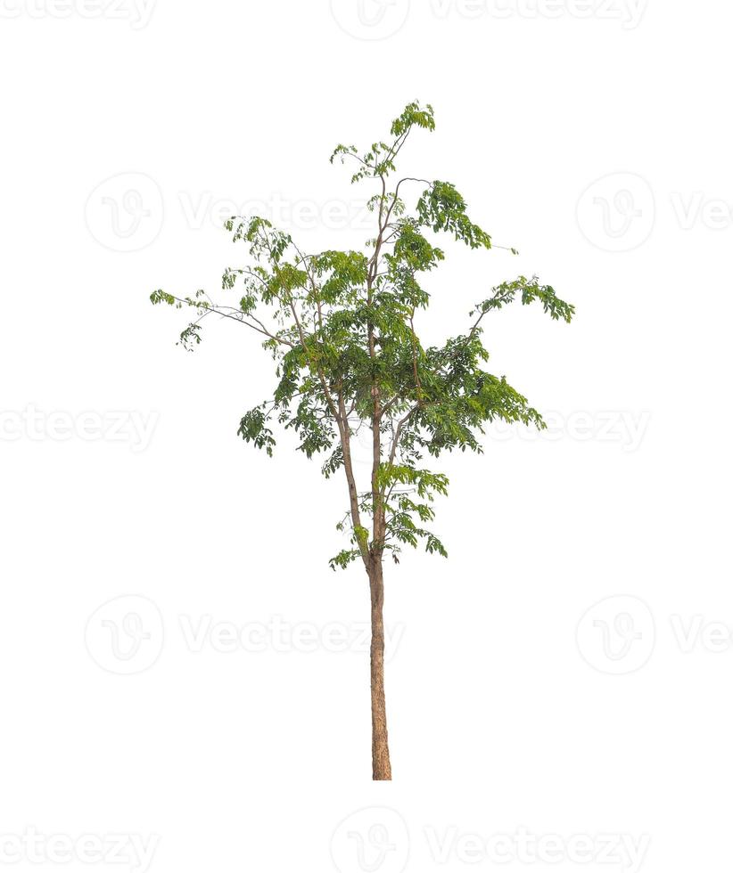 Trees that are isolated on a white background are suitable for both printing and web pages photo