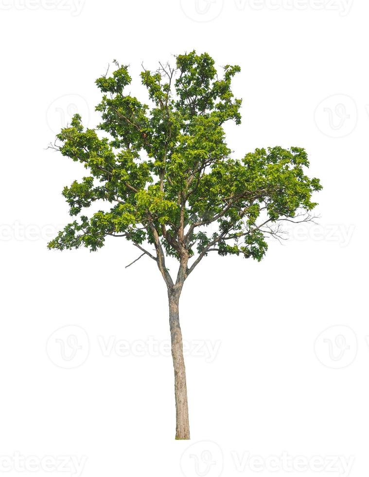 Trees that are isolated on a white background are suitable for both printing and web pages photo