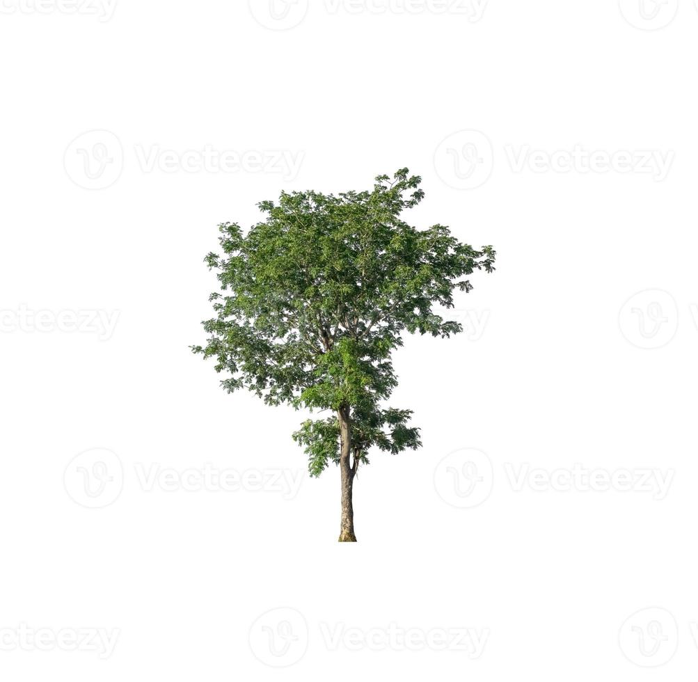 tree isolated on white background photo