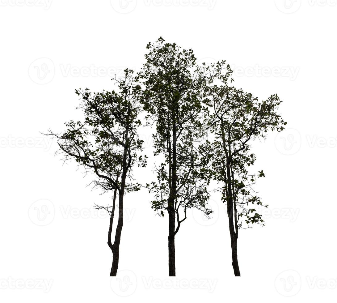 Trees that are isolated on a white background are suitable for both printing and web pages photo
