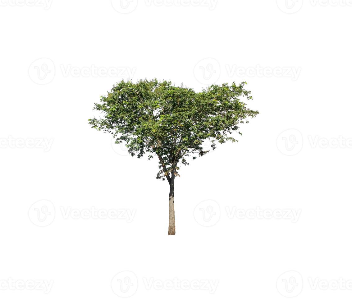 tree isolated on white background photo