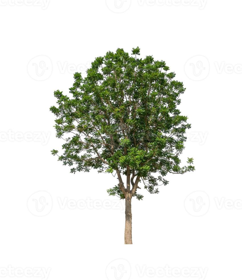 Trees that are isolated on a white background are suitable for both printing and web pages photo