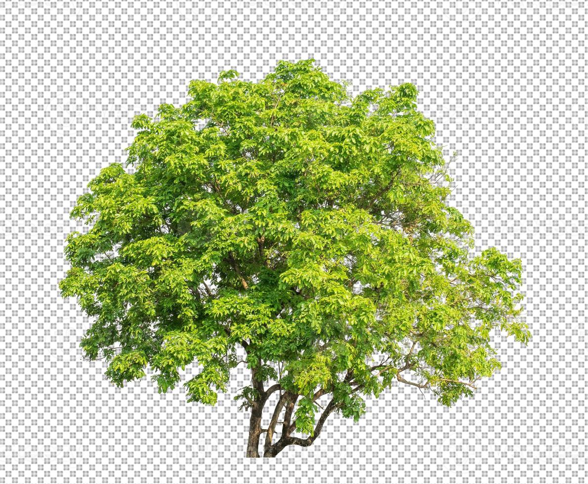 Tree on transparent picture background with clipping path, single tree with clipping path and alpha channel photo