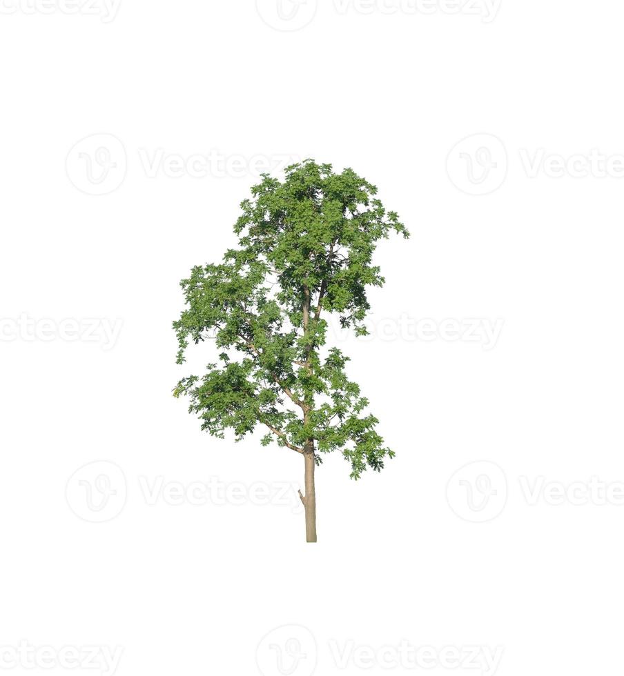 Tree that are isolated on a white background are suitable for both printing and web pages photo