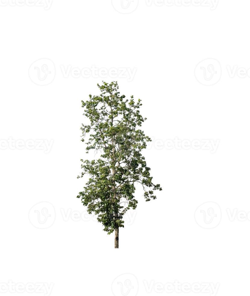 Tree that are isolated on a white background are suitable for both printing and web pages photo