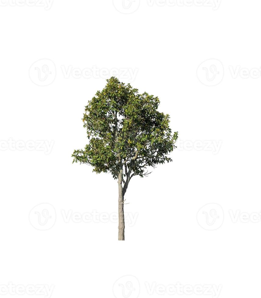 Tree that are isolated on a white background are suitable for both printing and web pages photo
