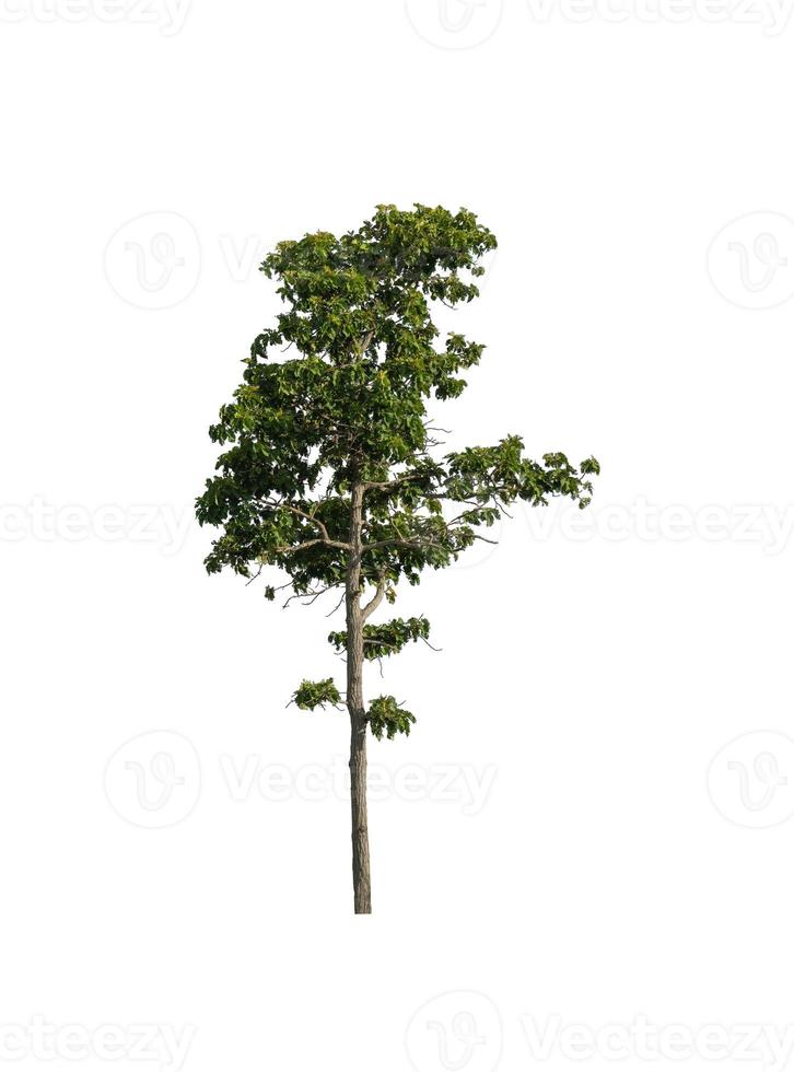 Tree that are isolated on a white background are suitable for both printing and web pages photo