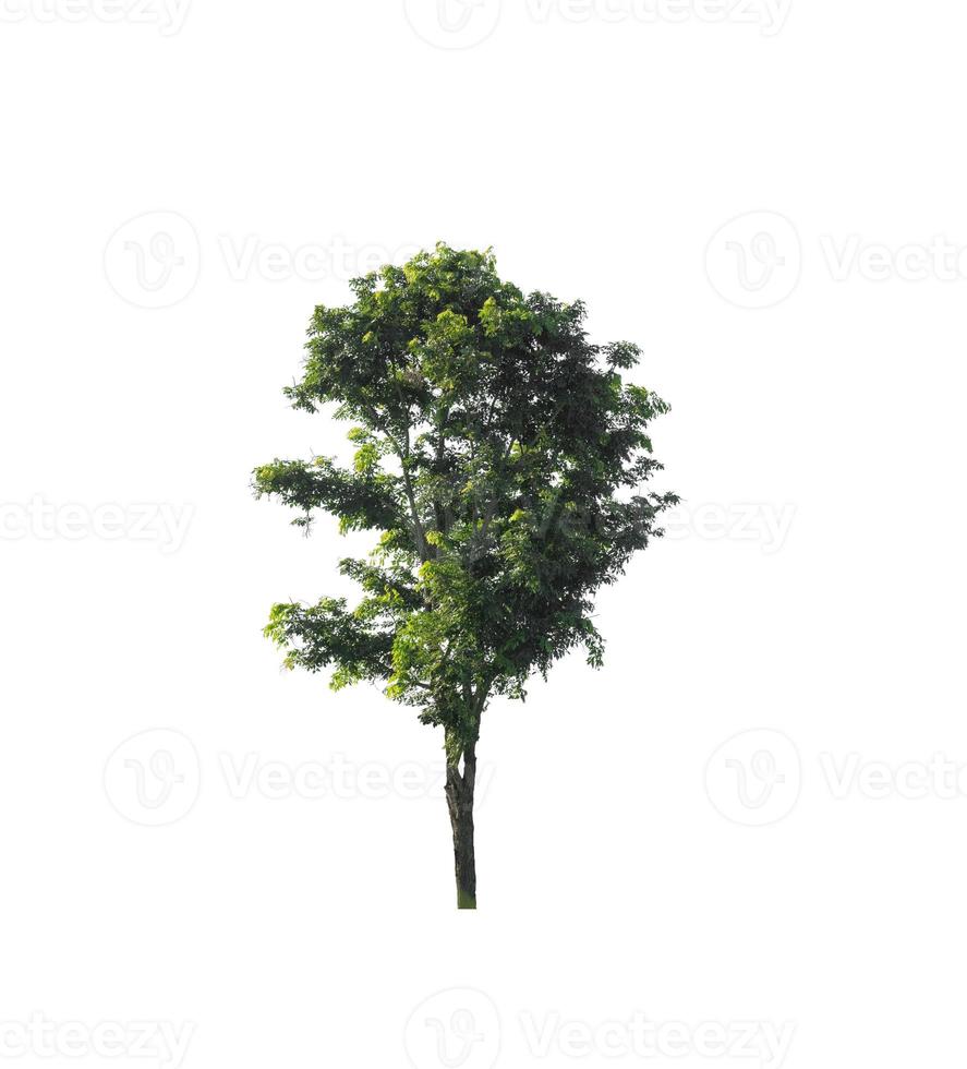 Tree that are isolated on a white background are suitable for both printing and web pages photo