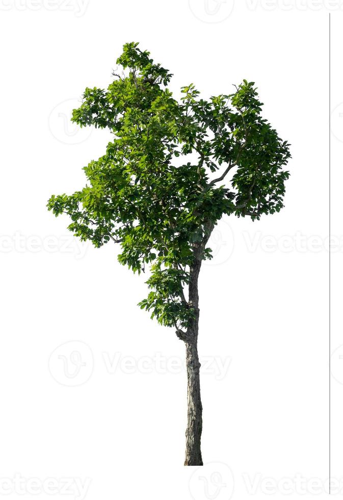 Trees that are isolated on a white background are suitable for both printing and web pages photo