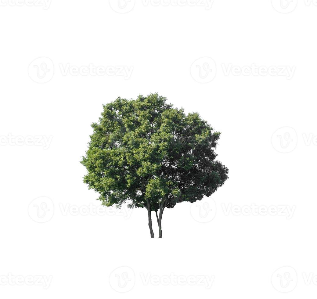 Tree that are isolated on a white background are suitable for both printing and web pages photo