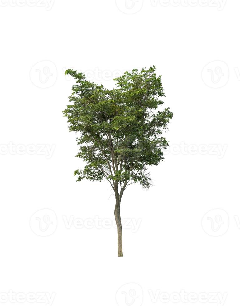 Tree that are isolated on a white background are suitable for both printing and web pages photo