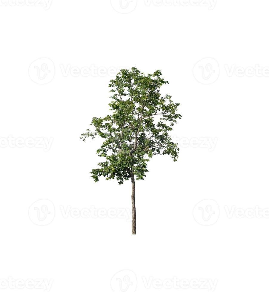 Tree that are isolated on a white background are suitable for both printing and web pages photo