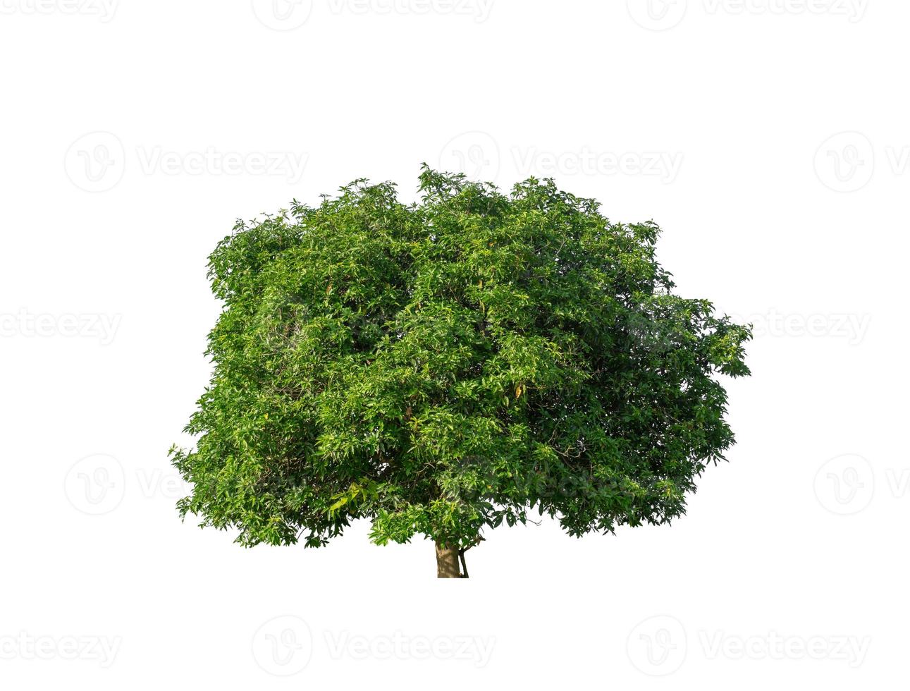 Tree that are isolated on a white background are suitable for both printing and web pages photo