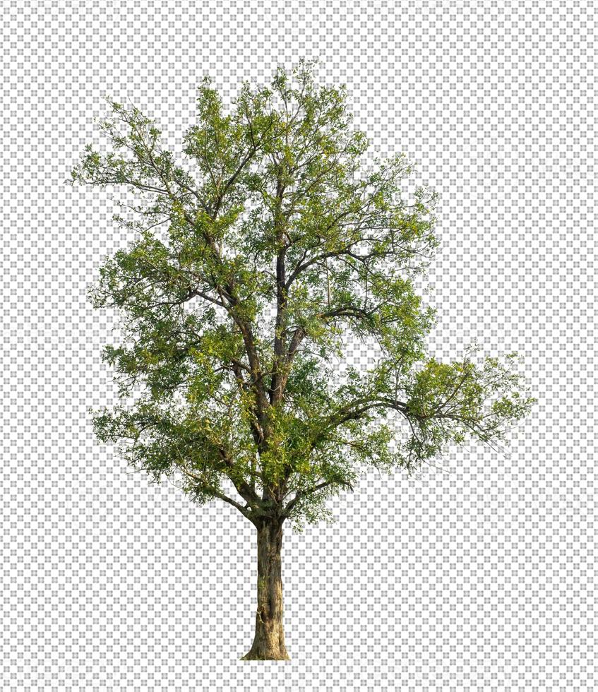 Tree on transparent picture background with clipping path, single tree with clipping path and alpha channel photo