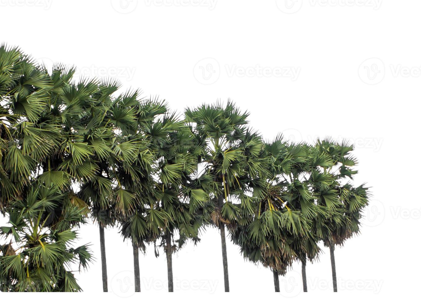 Palm tree group. High resolution tree landscape isolated on white background for print and web page with cut paths and alpha channels. photo