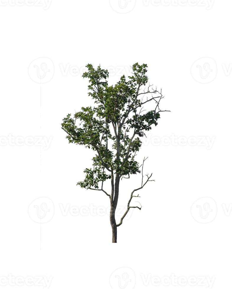 Tree isolated on white background. photo
