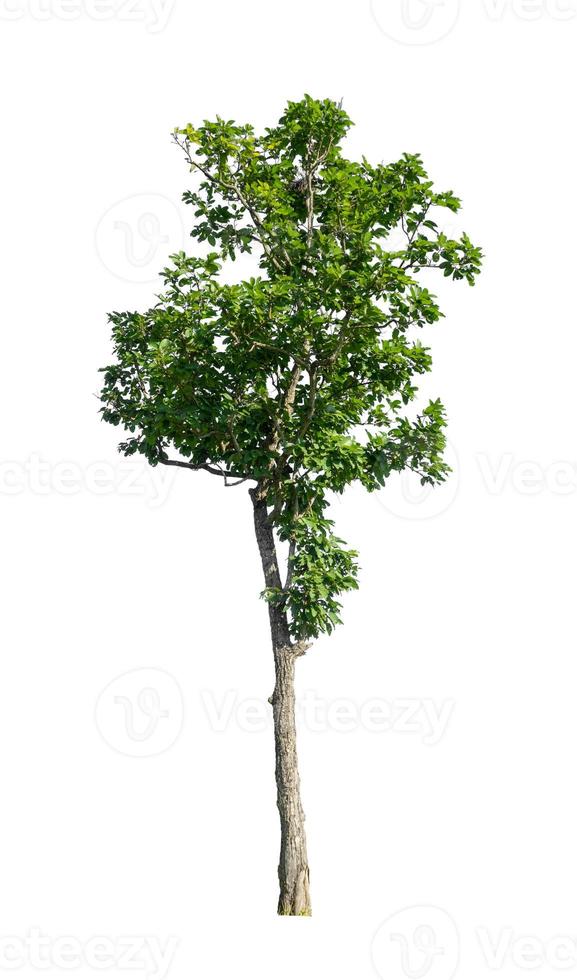 Trees that are isolated on a white background are suitable for both printing and web pages photo