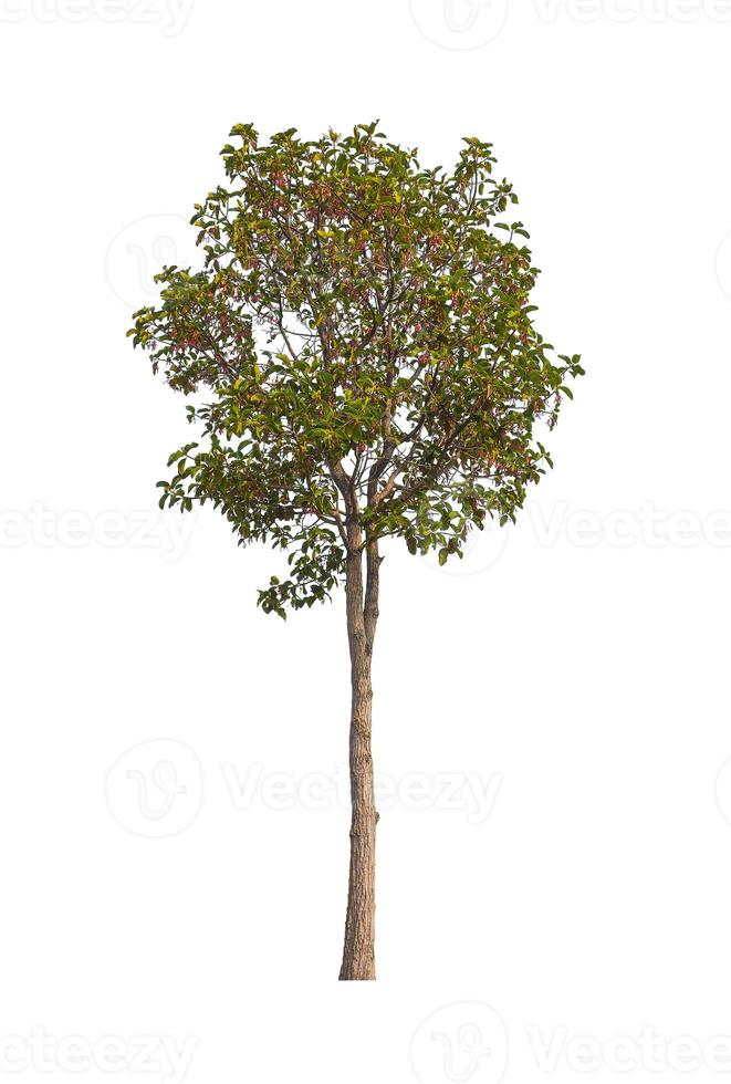 Trees that are isolated on a white background are suitable for both printing and web pages photo