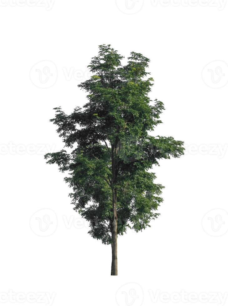 Tree isolated on white background. photo