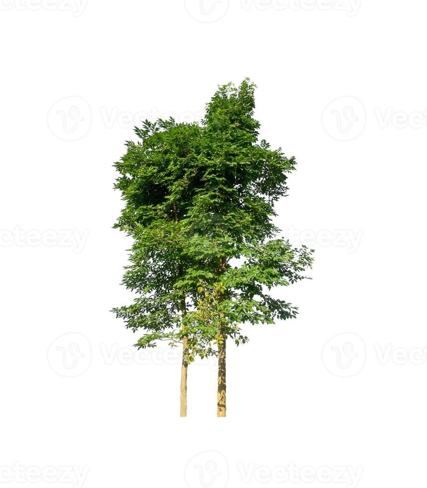 tree isolated on white background photo