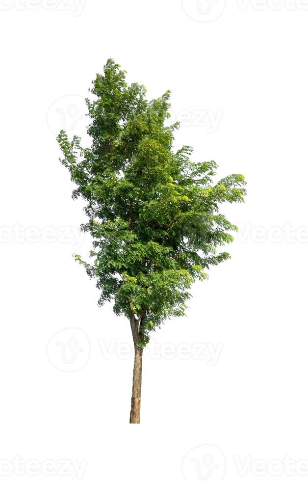 tree isolated on white background photo