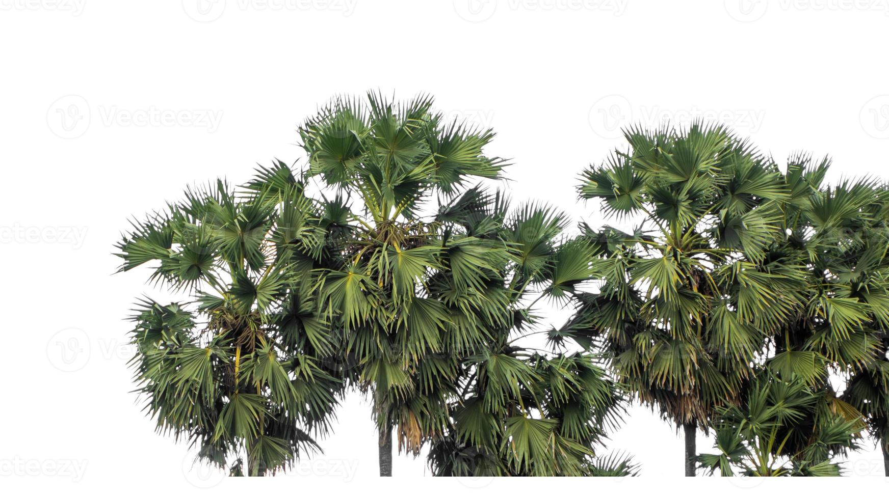 Palm tree group. High resolution tree landscape isolated on white