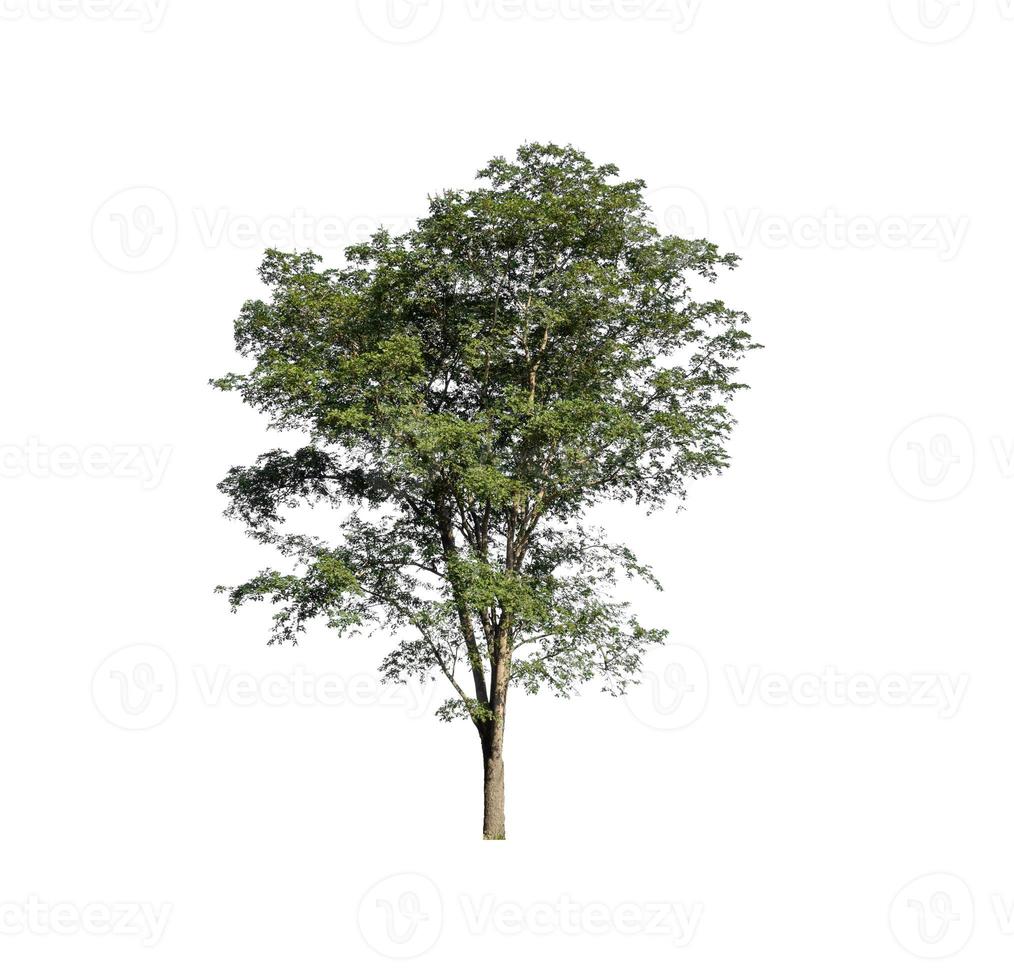 tree isolated on white background photo