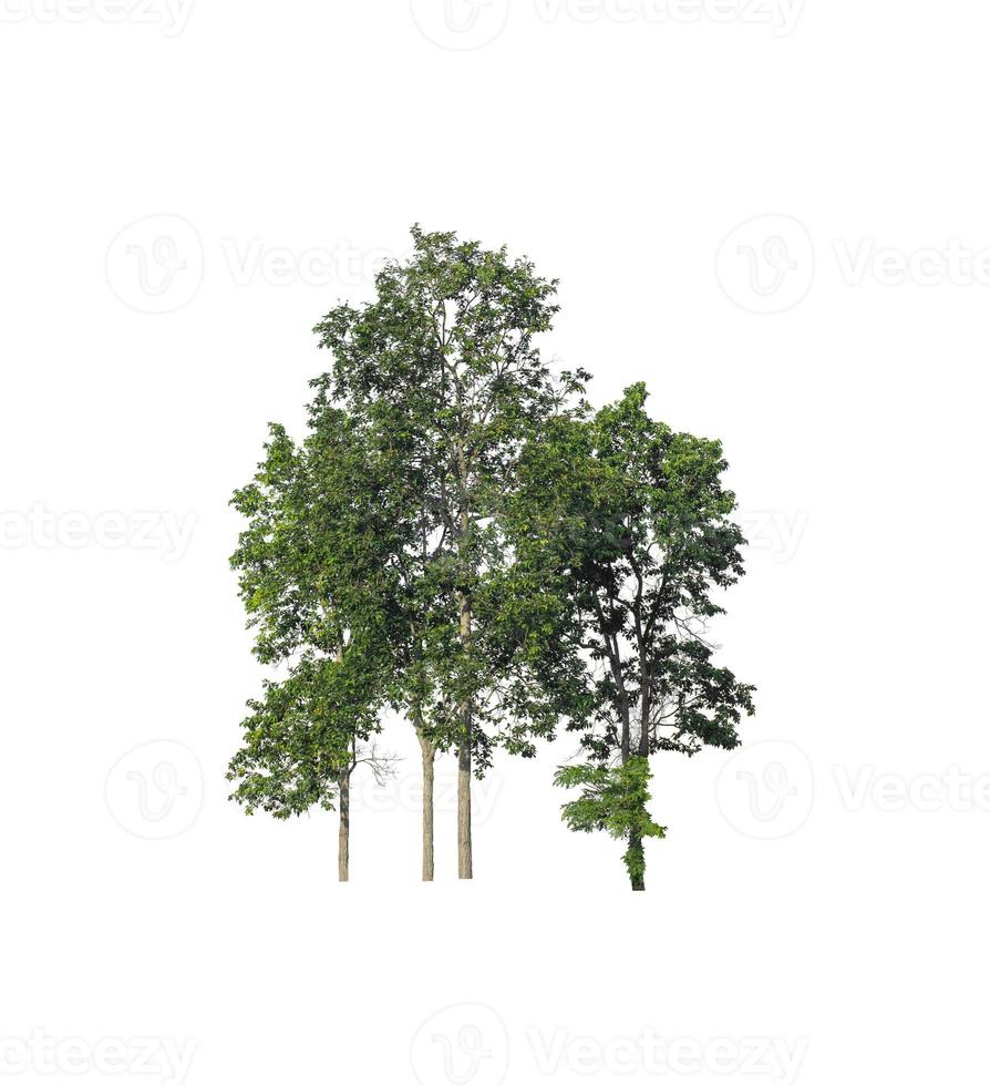 Trees that are isolated on a white background are suitable for both printing and web pages photo