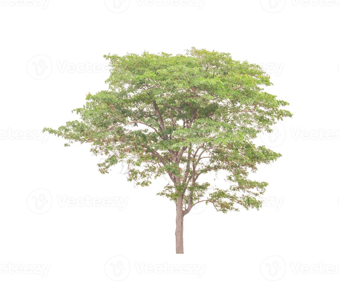 Trees that are isolated on a white background are suitable for both printing and web pages photo