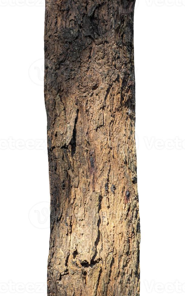 Trunk of a Tree Isolated On White Background photo