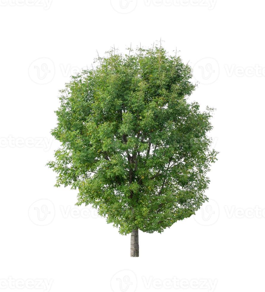 tree isolated on white background photo