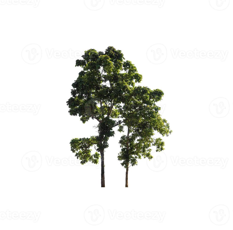 tree isolated on white background photo
