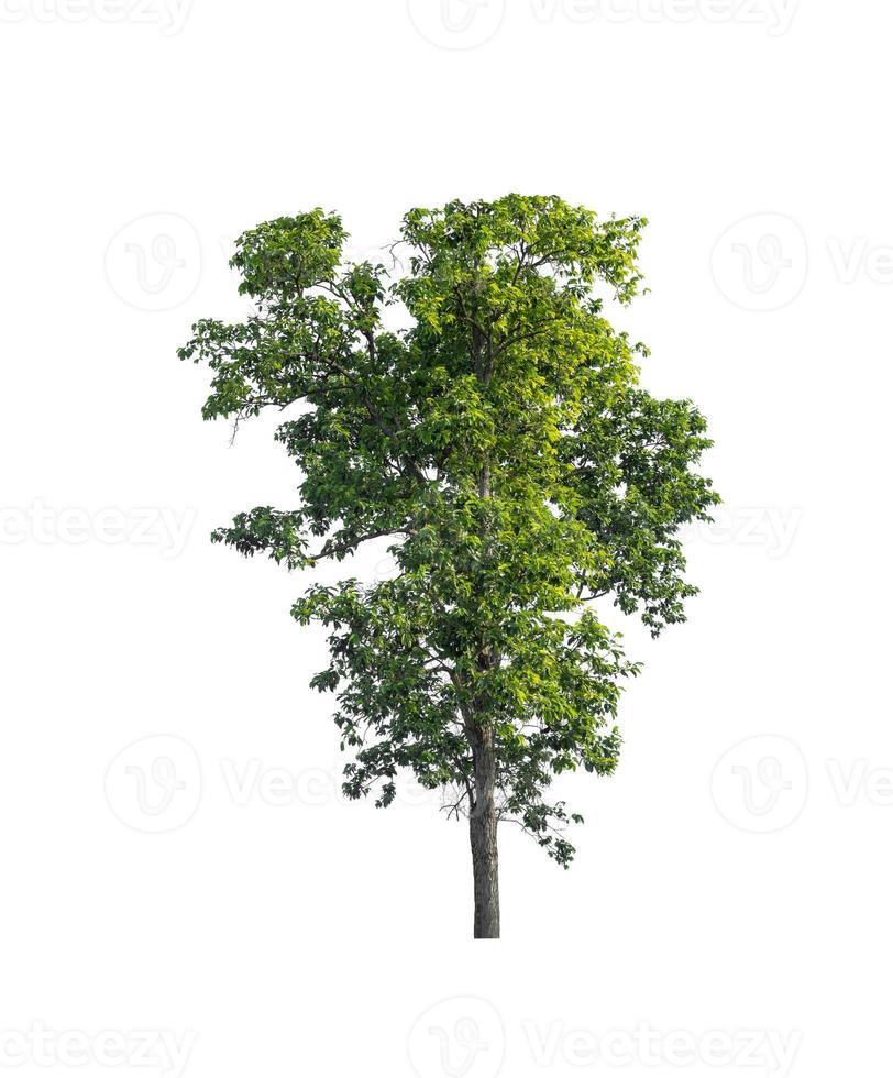 tree isolated on white background photo