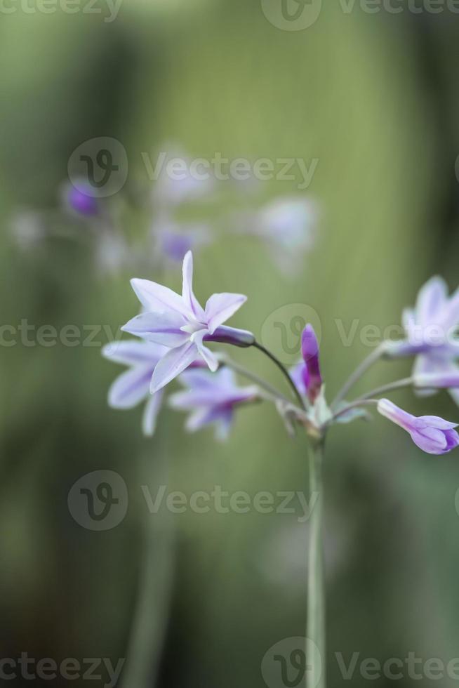 flor de ajo de la sociedad foto