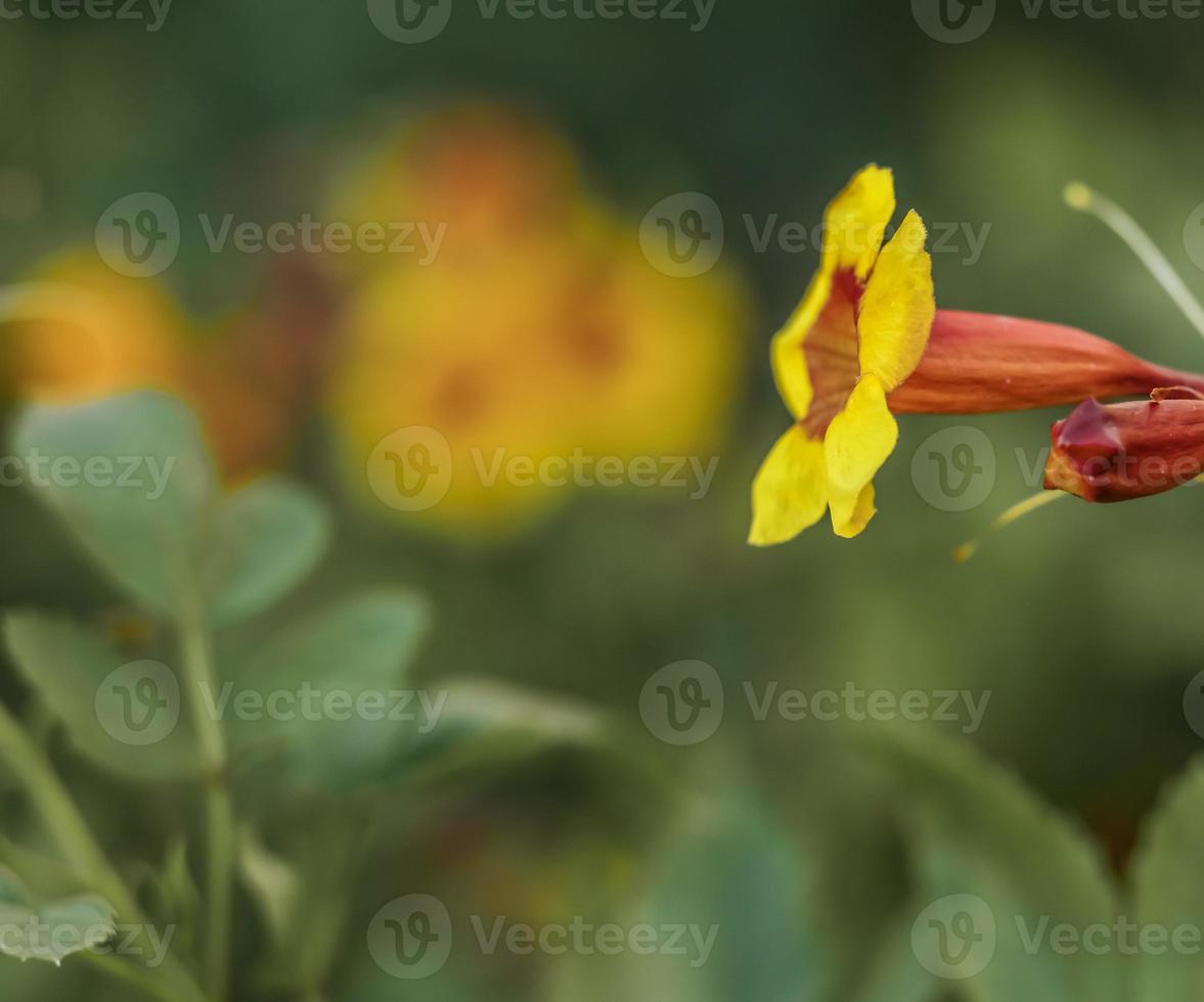 flor de trompeta amarilla y roja foto