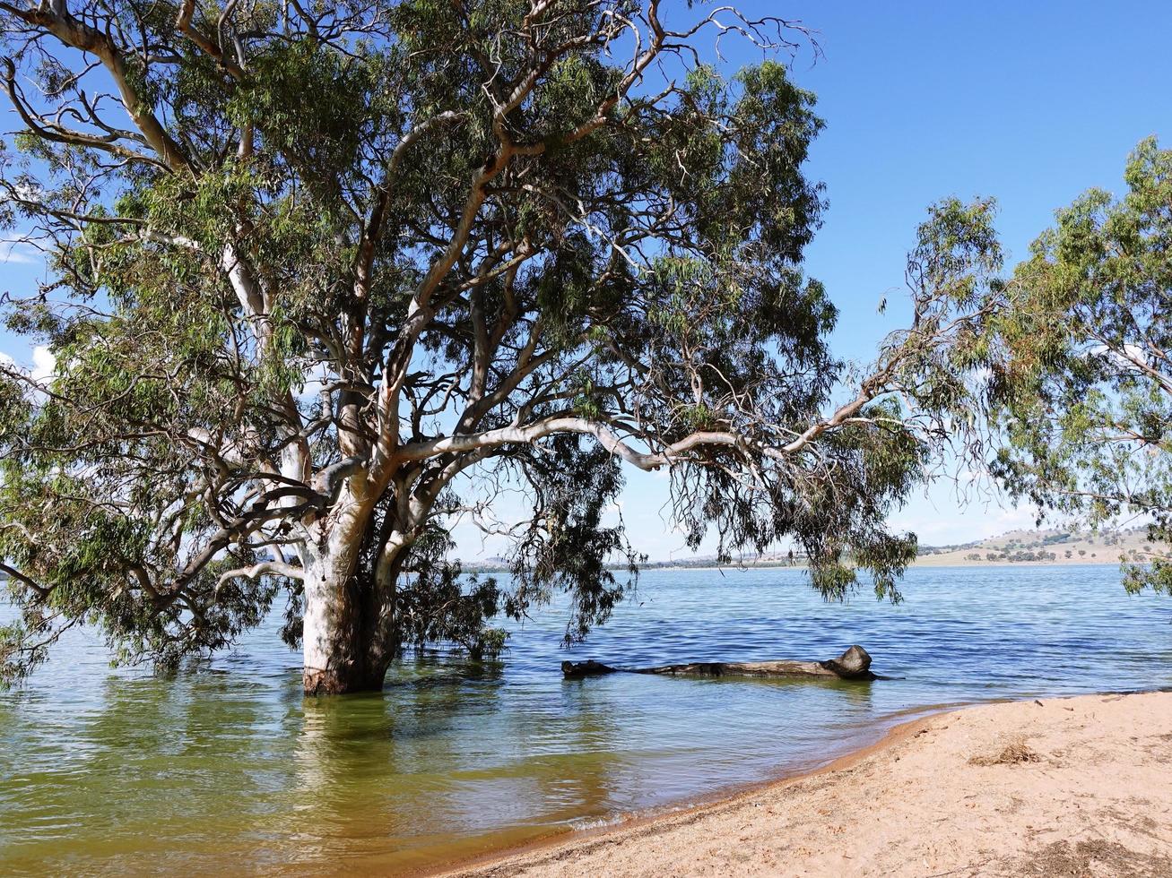 A Greenery riverbank in the Bowna Waters Reserve natural parkland on the foreshore of Lake Hume, Albury, New South wales, Australia. photo