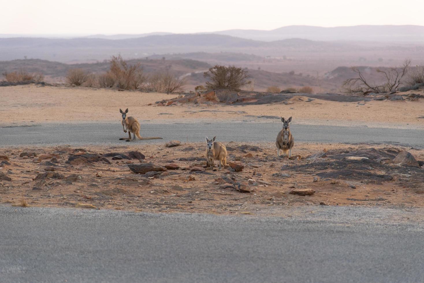 los tres lindos canguros parados en la montaña por la mañana en Broken Hill, Nueva Gales del Sur, Australia. foto